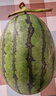 吊秧小西瓜 约1.5kg 实拍图