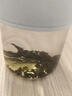 贡苑乌龙茶 福建铁观音浓香型250g 安溪原产散装茶叶自己喝袋装 实拍图