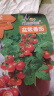 【京东物流】番茄种子盆栽番茄阳台盆栽农家田园大全各种各样 盆栽红番茄种子1包约200粒 实拍图