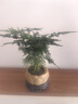 花翁文竹盆栽绿植物室内客厅中式禅意盆景办公室摆件高端花卉源头直发 实拍图