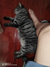 伟嘉成猫猫粮3.6kg海洋鱼味布偶英短猫咪夹心粮全价粮【原料透明】 实拍图