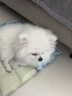 普安特次氯酸消毒液宠物猫咪狗狗除臭杀菌消毒喷雾猫砂去尿味消毒水喷剂 实拍图