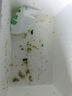 新鲜西兰花花椰菜青花菜西蓝花菜花当季时令新鲜蔬菜 新鲜青花带箱3斤【西兰花】 实拍图