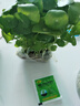 意轩铜钱草水培盆栽室内室外花卉金钱草绿植吸绿植花草植物 1盆【100根茎带叶发货不含盆】 实拍图