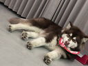 福来恩（FRONTLINE）狗体外驱虫滴剂L  大型犬除跳蚤蜱虫(20-40kg犬用)【单支装】 实拍图