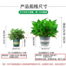 双盟绿萝盆栽除甲醛花卉绿植办公室180款加仑自吸水盆8盆装源头直发 实拍图