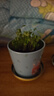 IAM City Farmer含羞草迷你盆栽 儿童diy种植小盆栽套装植物观察日记小礼物10026 实拍图