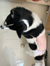 智宙  狗狗生理裤母狗姨妈月经期安全裤柯基用品宠物内裤中小型犬防孕 XL 码【19-28斤内的毛孩子】 实拍图