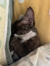 全价冻干双拼猫粮幼猫成猫天然无谷猫粮10.8kg(1.8kg*6包) 实拍图