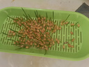 疯狂的主人猫草+10袋小麦种子盆栽无土水培薄荷去化毛球助排毛猫咪零食成幼 实拍图