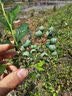 花行榜蓝莓果树苗盆栽庭院地栽南北方种植耐寒 绿宝石40-50cm高源头直发 实拍图