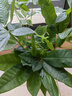 发财树盆栽大植物室内办公室桌面客厅小盆景招财树苗绿植花卉盆栽 三杆发财树 5-8cm【透明储水盆】 【送肥料】 实拍图