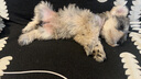 怡亲（YOKEN）宠物狗尿垫狗狗猫咪生理尿不湿尿布厕所用品竹炭尿片M码-50片 实拍图