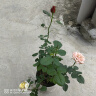 致荟树玫瑰花苗四季开花盆栽花卉植物室内外庭院蔷薇月季花老桩带花树苗 混色系【5颗】 实拍图
