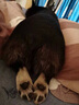 耐吉斯无谷冻干生骨肉成犬幼犬狗粮鸭肉梨1.5kg【新旧版随机发货】 实拍图