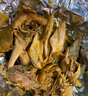 岽鲜活珠子新鲜13天五香香辣味开袋即食毛蛋活珠子鸡胚蛋熟钢化蛋鸡蛋 五香活珠子10枚400g 实拍图