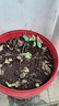 行湘爬藤月季花卉绿植盆栽花园地栽 红色龙沙20cm左右2棵 源头直发 实拍图
