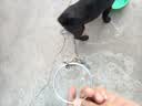 鲁希德狗牵引绳遛狗牵引绳狗链狗项圈金属防咬狗链防爆冲小型犬专用2米 实拍图
