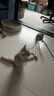 加仕高 猫咪玩具小猫玩具发声逗猫棒 三色毛球逗猫棒 实拍图