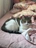 帕特猫条猫零食飞鱼籽猫条猫咪补水解馋猫零食湿粮混合装10g*120支# 实拍图