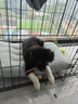 宠乐乖（CHONGLEGUAI）狗笼猫笼狗笼子中小型犬带厕所幼犬折叠便携猫笼子猫咪兔笼700ZG 实拍图