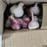 仙果春天新干蒜大蒜头新鲜蔬菜种籽干大蒜大祘紫皮生鲜蔬菜 干大蒜中果 1斤 实拍图