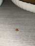 大希地火山石烤肠 肉肠1016g/20根 早餐火腿肠香肠热狗空气炸锅烧烤食材 实拍图