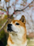 愛肯拿（ACANA）狗粮 全价通用 幼犬成犬牧场盛宴无谷高蛋白犬粮2kg 效期26/2 实拍图