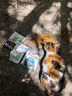 皇家成猫猫粮 泌尿道呵护 U31 1岁以上  50g*3 实拍图
