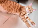 恩倍多  体内外同驱 吡虫啉莫昔克丁滴剂 猫用≤4kg单支装0.4ml 实拍图