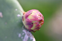 腾龙（Tamron）F072Z 90mm F2.8 Di III MACRO VXD定焦微距镜头 人像昆虫花草口腔 全画幅微单镜头(尼康Z卡口) 实拍图