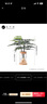 九千谷水培植物文竹室内观叶植物盆栽绿植花卉含玻璃瓶竹托源头直发 实拍图