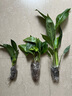 懒人水培绿植九里香绿萝文竹室内易养净化空气花卉盆栽植物花卉 金钻1颗【不含盆】土培水培皆可10-15cm 实拍图