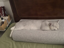 多格漫日本NS猫咪狗狗指甲剪 宠物用品大小号指甲钳指甲刀 ns系列猫用指甲剪（经典黑色） 实拍图