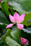 腾龙（Tamron）A047Z 70-300mm F/4.5-6.3 Di III RXD远摄长焦变焦 体育动物 尼康全画幅微单镜头(尼康Z卡口) 实拍图