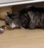 BORF博夫猫咪狗狗维生素叶黄素软颗粒 宠物护眼去泪痕 复合维生素ab 犬蓝莓叶黄素软颗粒300g/罐 实拍图
