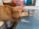 宝路狗粮成犬大型犬狗粮牛肉味15kg均衡营养全价粮30斤【原料透明】 实拍图