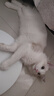 珍宠星球猫抓板窝剑麻猫抓板麻布猫抓盆不掉屑猫窝宠物猫玩具猫爪板 实拍图