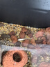 疯狂水草孔雀鱼活体水族宠物观赏鱼冷水耐活小型热带鱼淡水鱼苗 黄礼服白子孔雀鱼2对【4CM左右】 实拍图