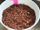 IAM City Farmer 欧洲香草DIY趣味种植盆栽百里香厨房香草春种小盆栽儿童种植 实拍图