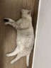 艾禾美slide增强款膨润土猫砂 除臭低尘 铁锤猫砂28磅/12.7kg 实拍图