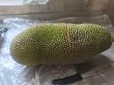 亿喜农海南黄肉菠萝蜜新鲜水果干苞果肉大树菠萝蜜一整个热带水果 净重15-20斤【老树精选】 实拍图