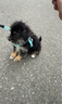 心粮狗粮中大型成犬粮15kg金毛柴犬边牧拉布拉多通用 牛肉味15kg【增肌壮骨】 实拍图