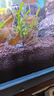 派乐特 水草泥2.7L水族箱装饰懒人造景水草种子套装鱼缸造景底砂5斤 细 实拍图