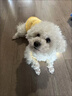 猫咪衣服狗狗衣服小型犬夏薄款宠物衣服可牵引泰迪比熊衣服猫衣服 【黄油小熊】-透气华夫格 M /适合5-7斤 立体刺绣/可戴牵引绳 实拍图