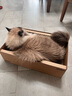 pidan猫抓板 纸盒款 瓦楞纸猫窝耐磨猫玩具 实拍图