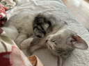 皇家皇家英短成猫粮 BS34 通用粮 12月以上 4.5KG 实拍图