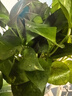 双盟绿萝盆栽除甲醛花卉绿植办公室新房净化空气180加仑4盆装源头直发 实拍图