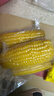 当季新货头茬东北黄甜糯玉米棒真空包装低脂黄糯大棒甜东北黏苞米 黄糯玉米【120-160克】3根 实拍图