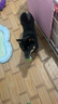 贵为（GiGwi）狗玩具高弹发声网球磨牙耐咬中小型犬玩具球幼犬宠物玩具球4只装 实拍图